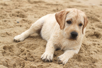 labrador puppy at the sea portrait in the sand
