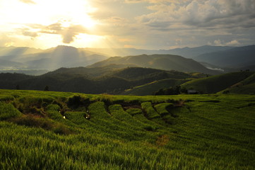 Rice Paddy Fields in Green Season