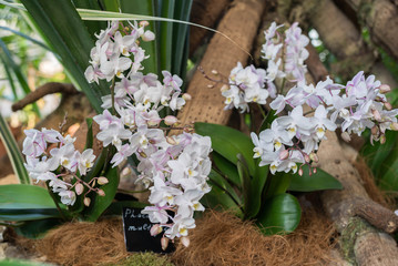 beautiful orchid in the room interior