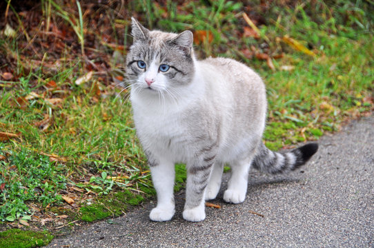 Cat with blue eyes near the house