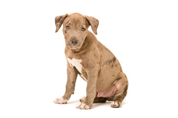 Obraz premium Beautiful pitbull puppy
