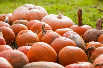 Pumpkins in a farmland