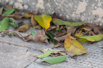 autumnal leaves