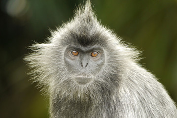 Portrait of a Silver Leaf Monkey