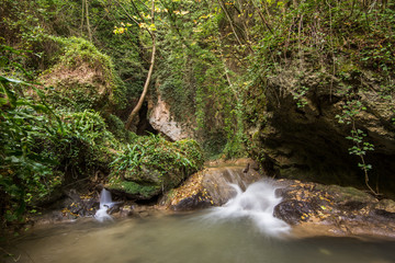Obraz premium Cascata nella foresta rigogliosa
