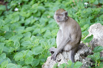 Portrait of a Monkey