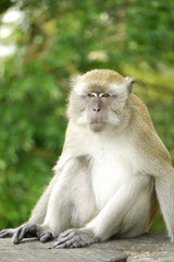 Fototapeta premium Portrait of a Monkey