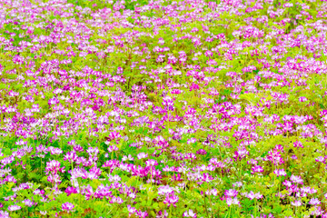 Field of chinese milk vetch, Astragalus sinicus