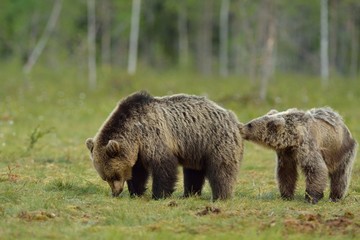 Bear sniffing other bear
