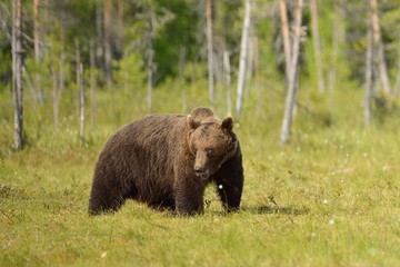 Fototapeta na wymiar Big male bear in the swamp