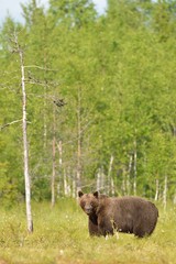 Male bear in swamp with forest background