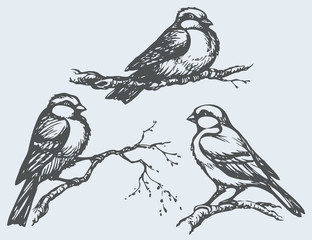 Vector freehand drawing. Tits, sparrows and bullfinches on branc