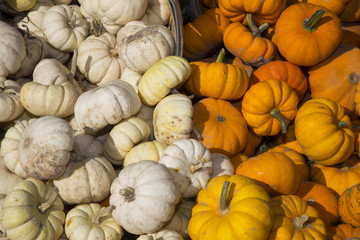 fall harverst of white and orange specialty pumpkins