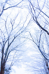 Snow, snow scene, covered with snow in Japan