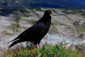 Schwarze Alpendohle