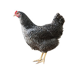 speckled hen