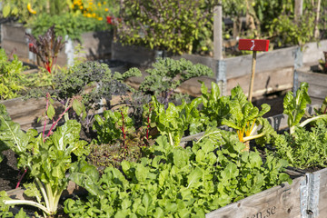 Gewächshaus mit Gemüsebeeet Urban Gardening