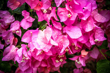 Bougainvillea flowers in garden, Thailand