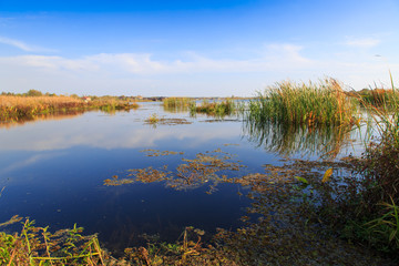 beautiful large lake with reeds
