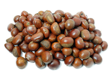 chinese chestnut