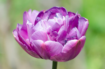Blossom of the purple peony tulip in the spring