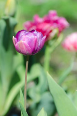 Fototapeta na wymiar Blossom of the purple peony tulip in the spring