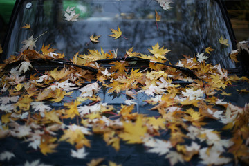 Obraz premium Осенняя листва на автомобиле