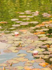 Seerosengarten, Seerosenteich, Schlossgarten, Italien