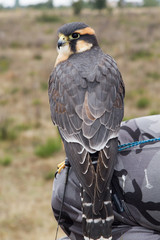 Halcón aplomado. Falco femoralis.