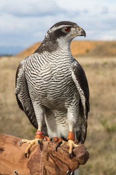 Azor sobre el guante. Accipiter gentilis.