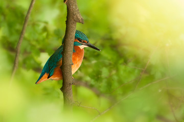 Eisvogel