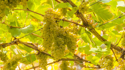 Algund, Algunder Waalweg, Weinberg, Rebstock, Herbst, Italien