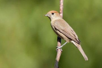 blackcap