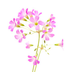 Pink flowers of Oxalis corymbosa