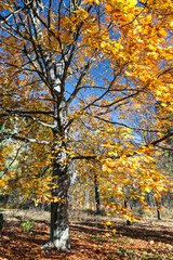 Fototapeta premium Beautiful beech trees in the park in autumn