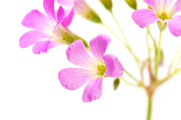Obraz na płótnie Canvas Pink flowers of Oxalis corymbosa