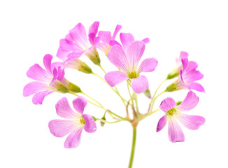 Fototapeta na wymiar Pink flowers of Oxalis corymbosa
