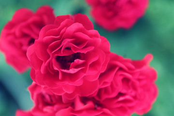 Beautiful roses in garden