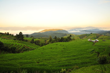 Obraz premium Rice Paddy on Terraced Fields