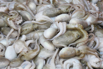 Octopus