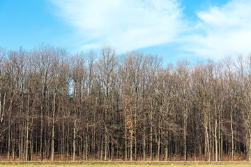 Autumn forest with bare trees without leaves