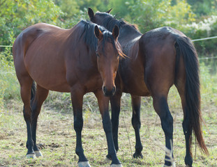 Fototapeta premium Chevaux