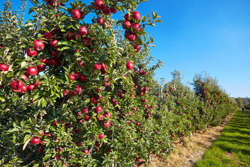 Fototapeta na wymiar apples in the orchard