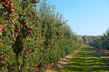 Fototapeta na wymiar apples in the orchard