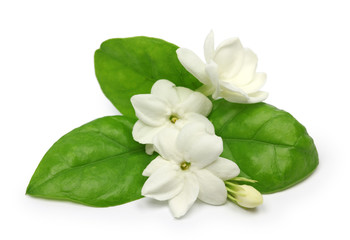 arabian jasmine,  jasmine tea flower