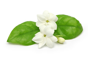 arabian jasmine,  jasmine tea flower