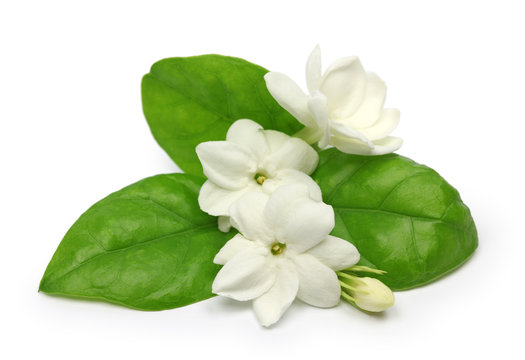 Arabian Jasmine,  Jasmine Tea Flower