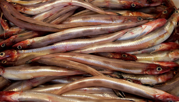 Sea Eel (Conger)