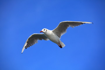 Möwe im Flug