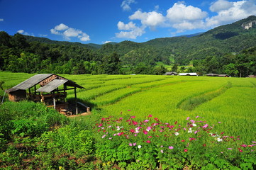 Naklejka premium Rice Paddy Fields at Countryside